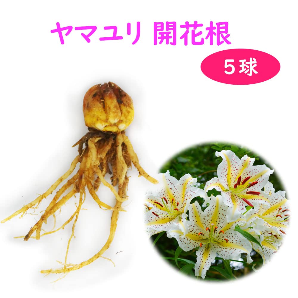 Amazon.co.jp: 【 2024年開花球 】ヤマユリ 球根 5ポット 10.5cm